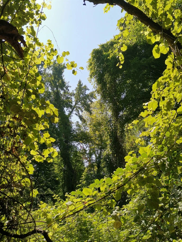 Самурский Лиановый лес